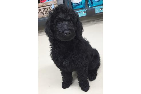 成約済の東京都のミックス犬-60041の1枚目