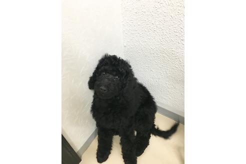 成約済の東京都のミックス犬-60041の7枚目