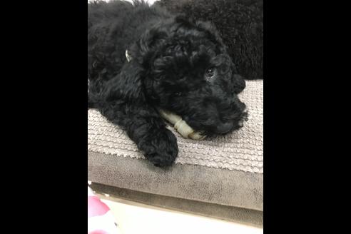 成約済の東京都のミックス犬-60041の6枚目