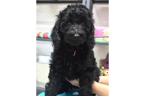 成約済の東京都のミックス犬-60041の5枚目