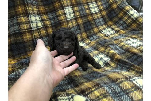 成約済の青森県のミニチュアプードル-60038の3枚目