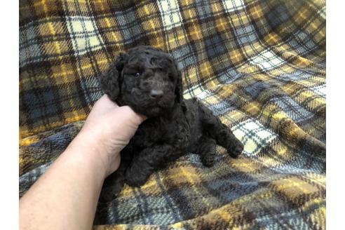 成約済の青森県のミニチュアプードル-60038の2枚目