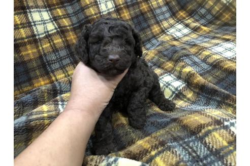 成約済の青森県のミニチュアプードル-60038の1枚目