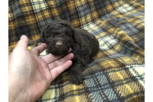成約済の青森県のミニチュアプードル-60040の3枚目