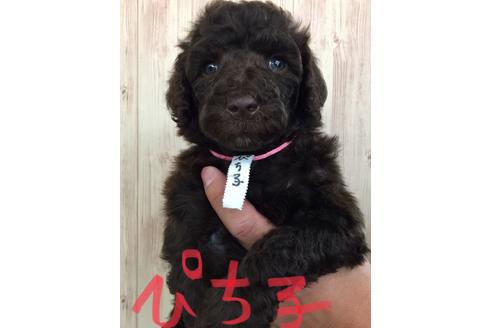 成約済の東京都のミックス犬-60042の3枚目