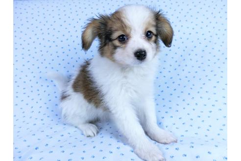 成約済の千葉県のパピヨン-58794の9枚目