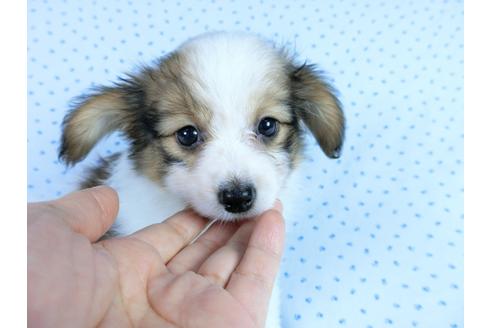 成約済の千葉県のパピヨン-58794の8枚目