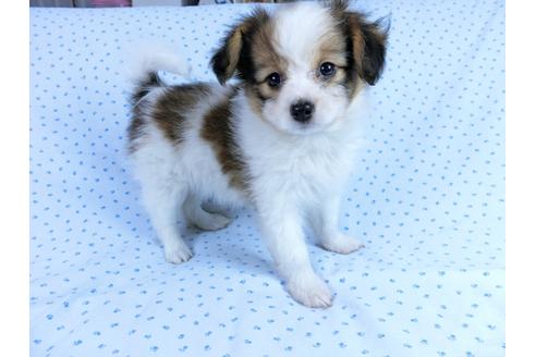 成約済の千葉県のパピヨン-58794の7枚目