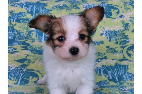 成約済の千葉県のパピヨン-58794の6枚目