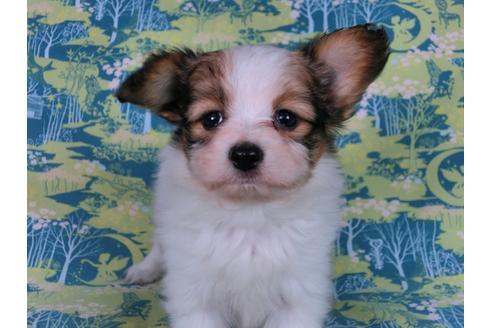 成約済の千葉県のパピヨン-58794の5枚目