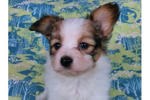 成約済の千葉県のパピヨン-58794の4枚目