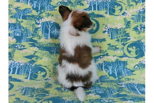 成約済の千葉県のパピヨン-58794の3枚目