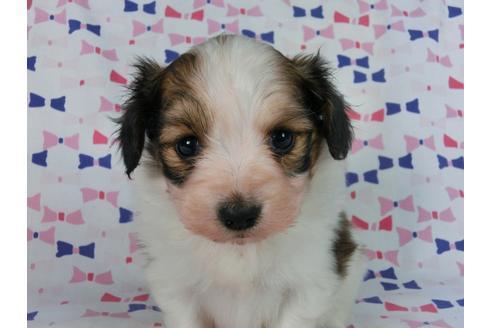 成約済の千葉県のパピヨン-58794の2枚目