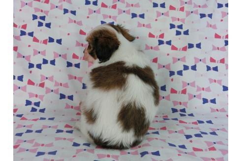 成約済の千葉県のパピヨン-58794の1枚目