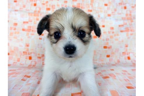 成約済の千葉県のパピヨン-60044の4枚目