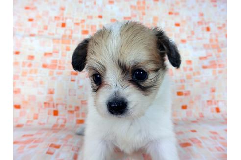 成約済の千葉県のパピヨン-60044の3枚目