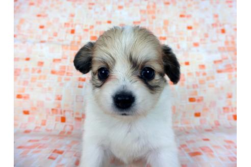 成約済の千葉県のパピヨン-60044の2枚目