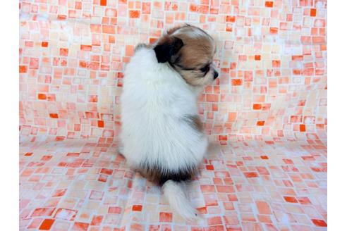 成約済の千葉県のパピヨン-60044の1枚目