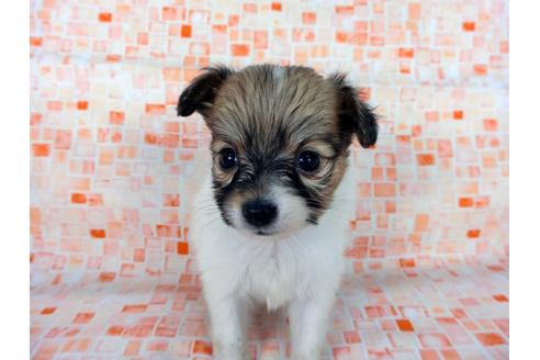 成約済の千葉県のパピヨン-60045の3枚目