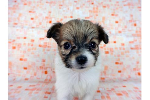 成約済の千葉県のパピヨン-60045の2枚目