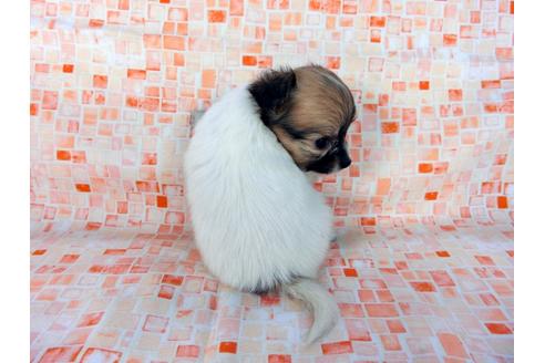 成約済の千葉県のパピヨン-60045の1枚目