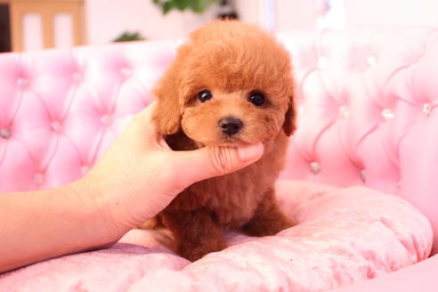 成約済の茨城県のトイプードル-59989の1枚目