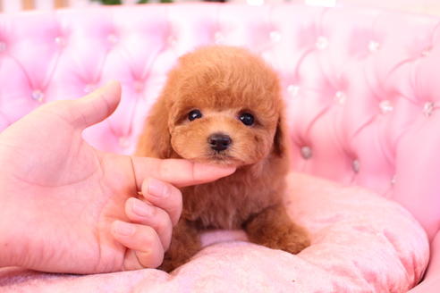 成約済の茨城県のトイプードル-59989の5枚目