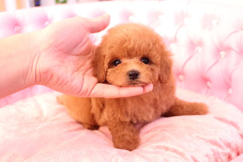 成約済の茨城県のトイプードル-59989の4枚目