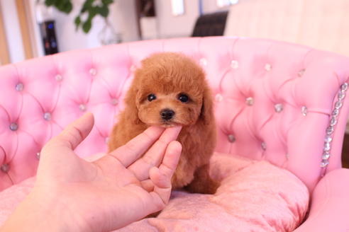 成約済の茨城県のトイプードル-59989の3枚目