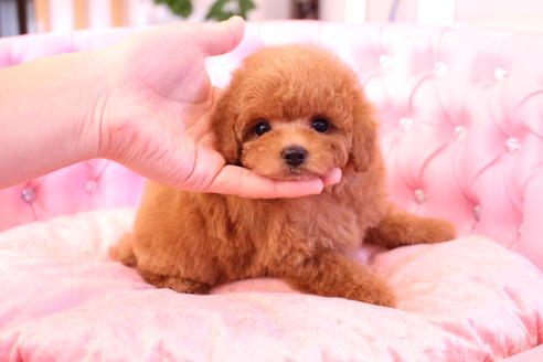 成約済の茨城県のトイプードル-59989の2枚目