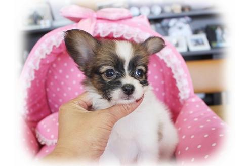 成約済の大阪府のパピヨン-60082の3枚目