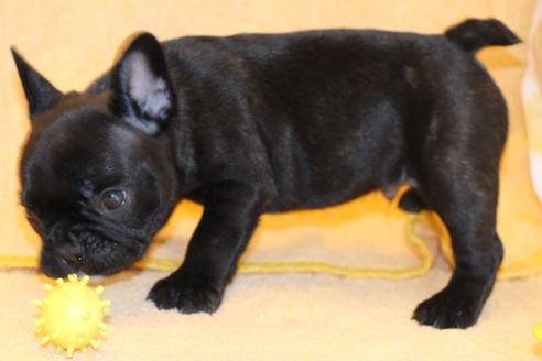 成約済の愛知県のフレンチブルドッグ-58302の5枚目