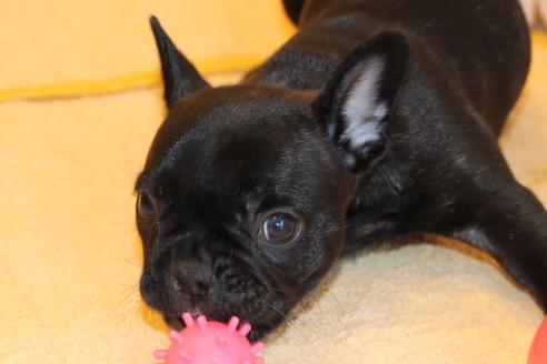 成約済の愛知県のフレンチブルドッグ-58302の4枚目