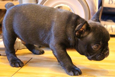 成約済の愛知県のフレンチブルドッグ-58302の2枚目