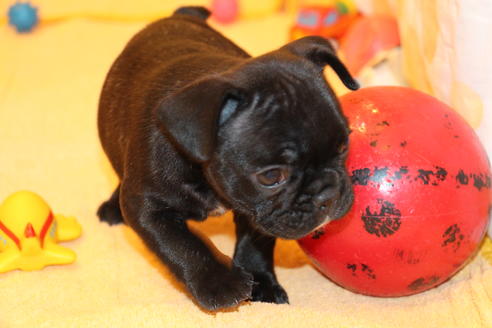 成約済の愛知県のフレンチブルドッグ-58303の13枚目