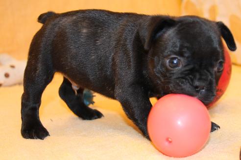 成約済の愛知県のフレンチブルドッグ-58303の12枚目