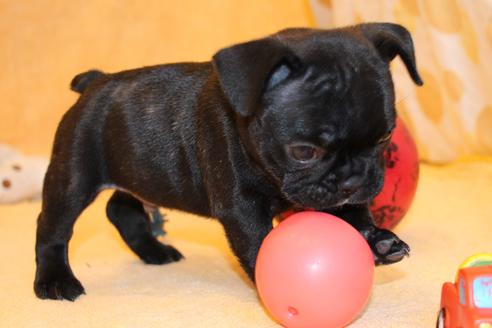 成約済の愛知県のフレンチブルドッグ-58303の11枚目