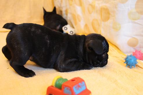 成約済の愛知県のフレンチブルドッグ-58303の9枚目