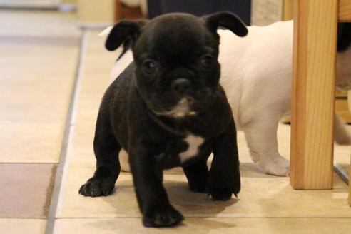 成約済の愛知県のフレンチブルドッグ-58303の8枚目