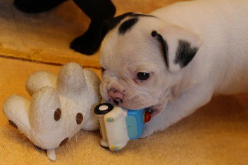 成約済の愛知県のフレンチブルドッグ-58301の3枚目