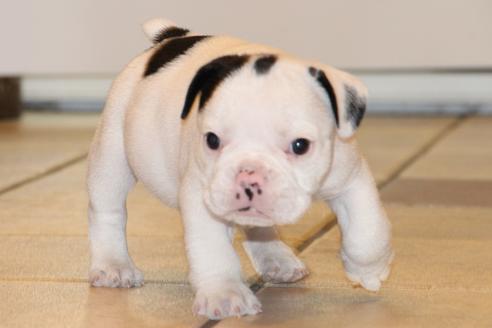 成約済の愛知県のフレンチブルドッグ-58301の2枚目