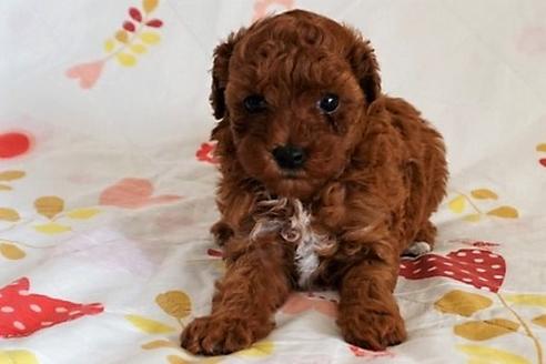 成約済の愛知県のトイプードル-59582の11枚目