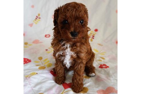 成約済の愛知県のトイプードル-59582の10枚目