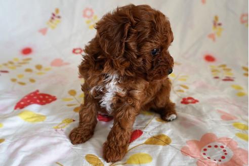 成約済の愛知県のトイプードル-59582の9枚目