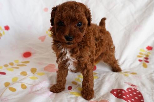 成約済の愛知県のトイプードル-59582の8枚目