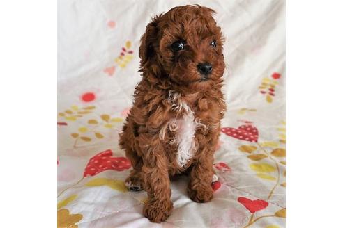 成約済の愛知県のトイプードル-59582の7枚目