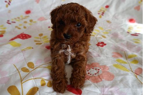 成約済の愛知県のトイプードル-59582の6枚目