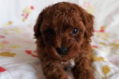 成約済の愛知県のトイプードル-59582の4枚目