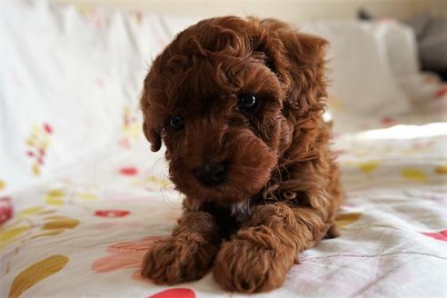 成約済の愛知県のトイプードル-59582の3枚目