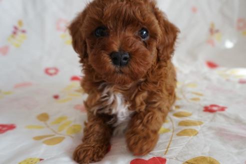 成約済の愛知県のトイプードル-59582の1枚目